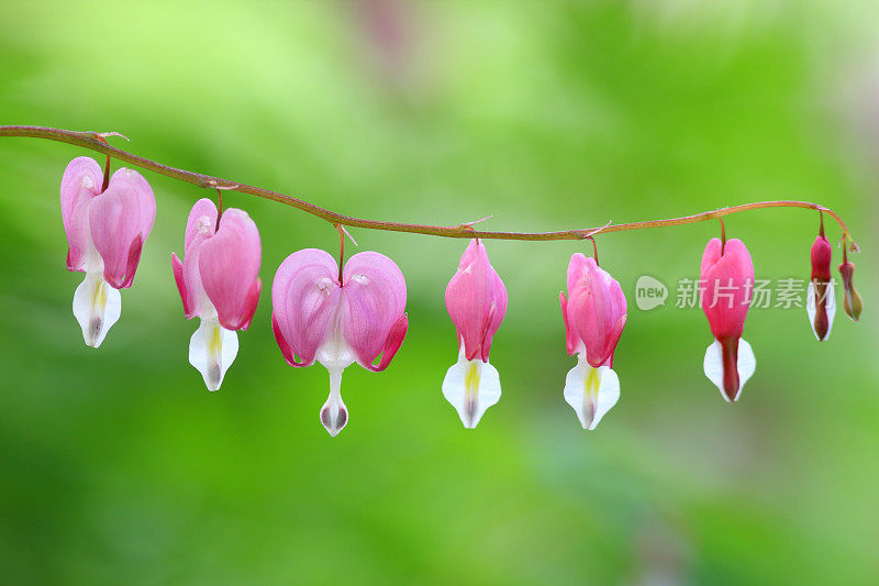 老式的流血心(Lamprocapnos spectabilis)